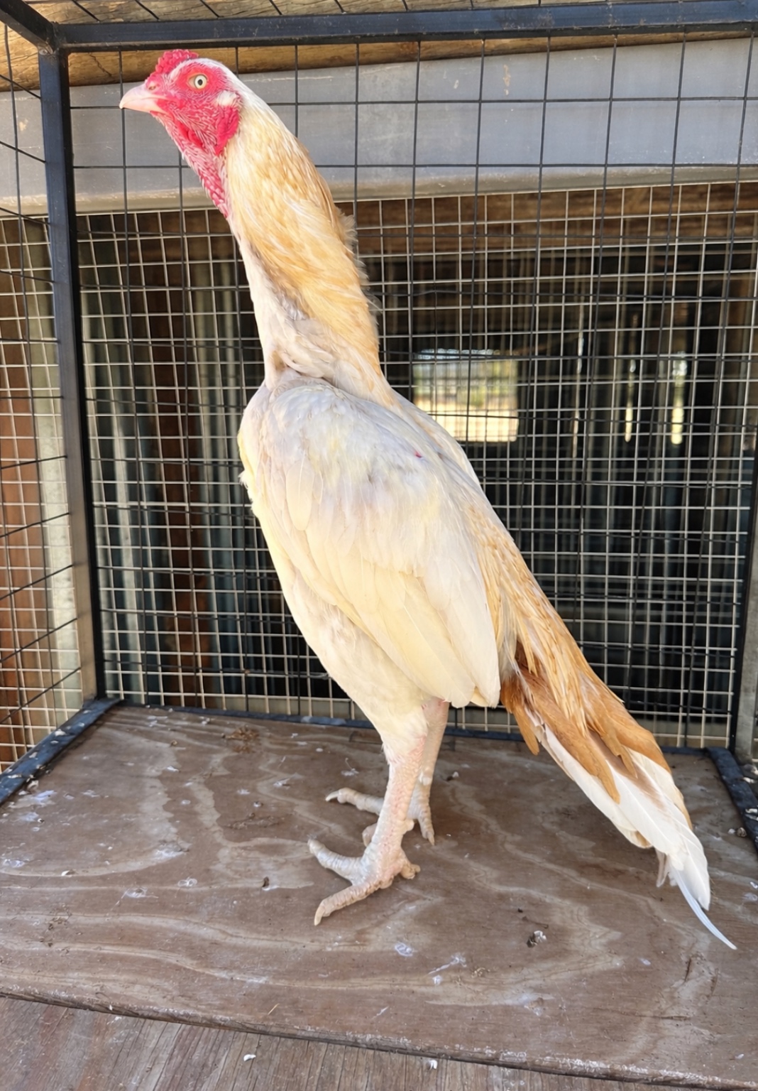 Sindhi Aseel at Juul Gamefowl, photograph 12