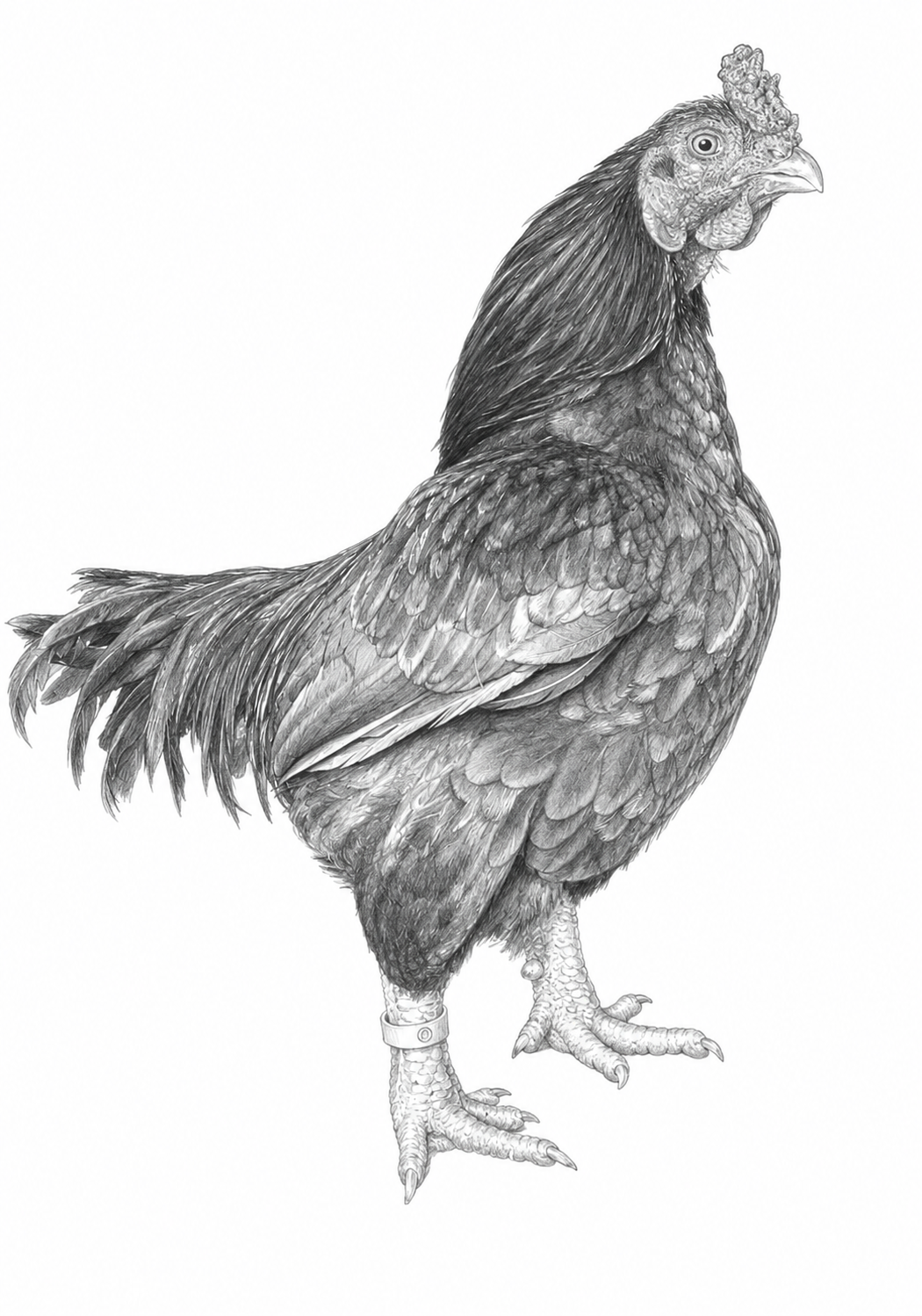 Pencil drawing — Indian Game bantam cock, ringed
