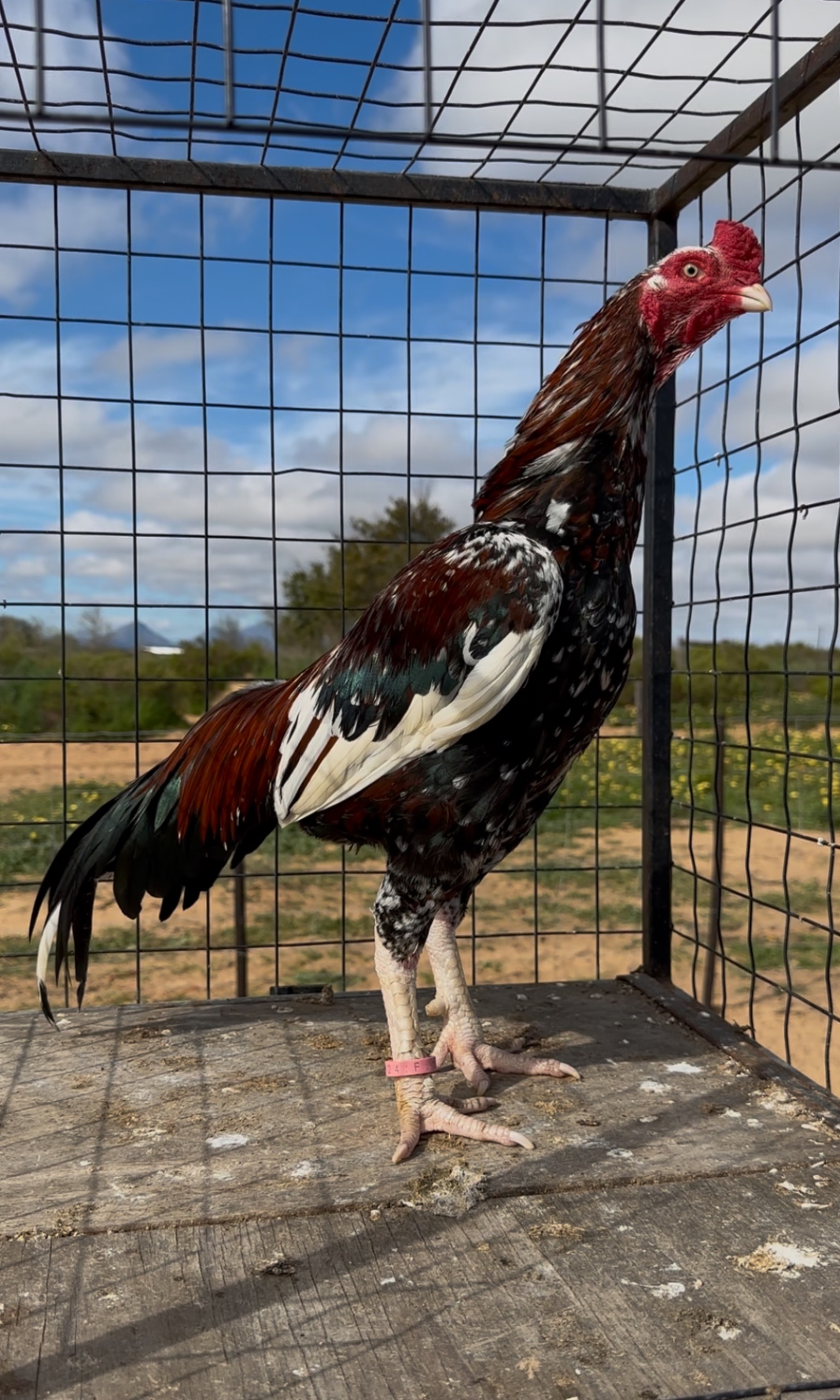 Sindhi Aseel at Juul Gamefowl, photograph 6