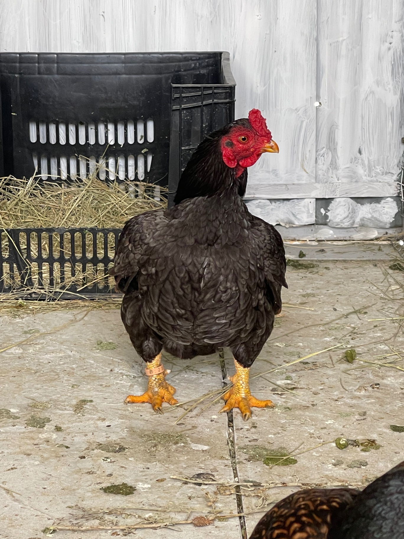 Indian Game Bantam at Juul Gamefowl, photograph 5