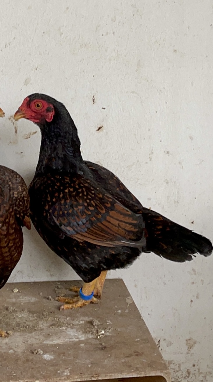 Indian Game Bantam at Juul Gamefowl, photograph 13