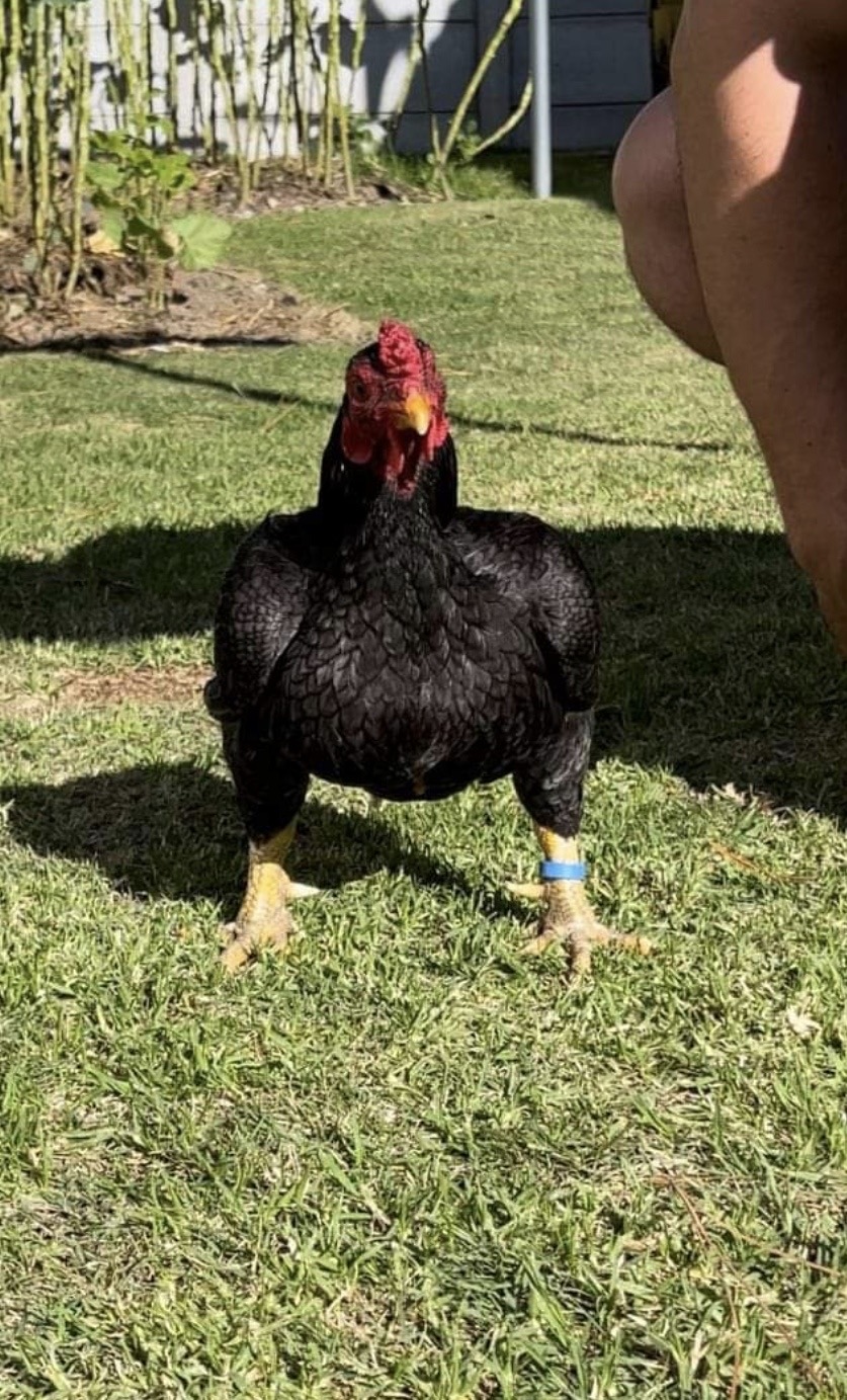 Indian Game Bantam at Juul Gamefowl, photograph 2