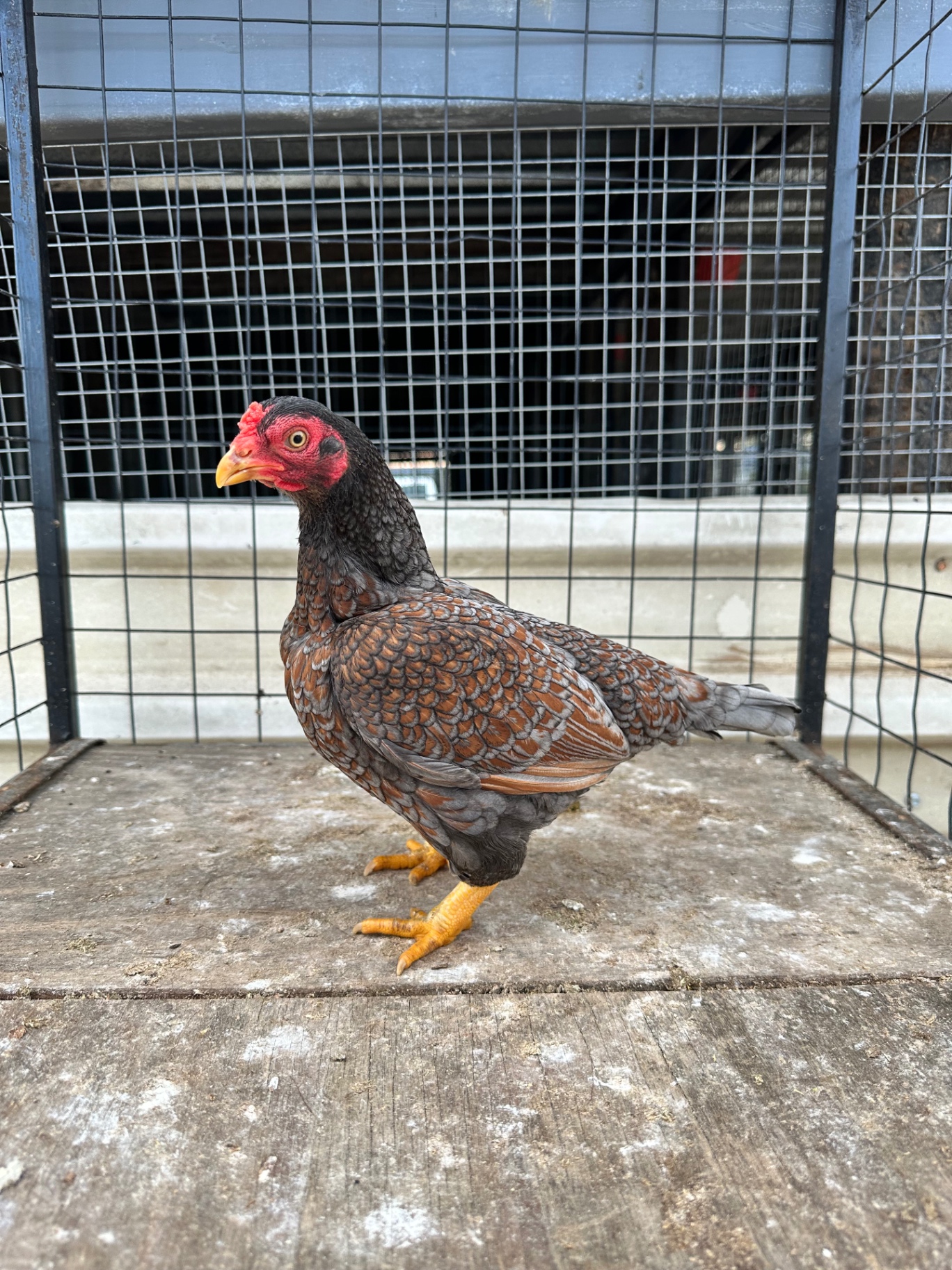 Indian Game Bantam at Juul Gamefowl, photograph 7