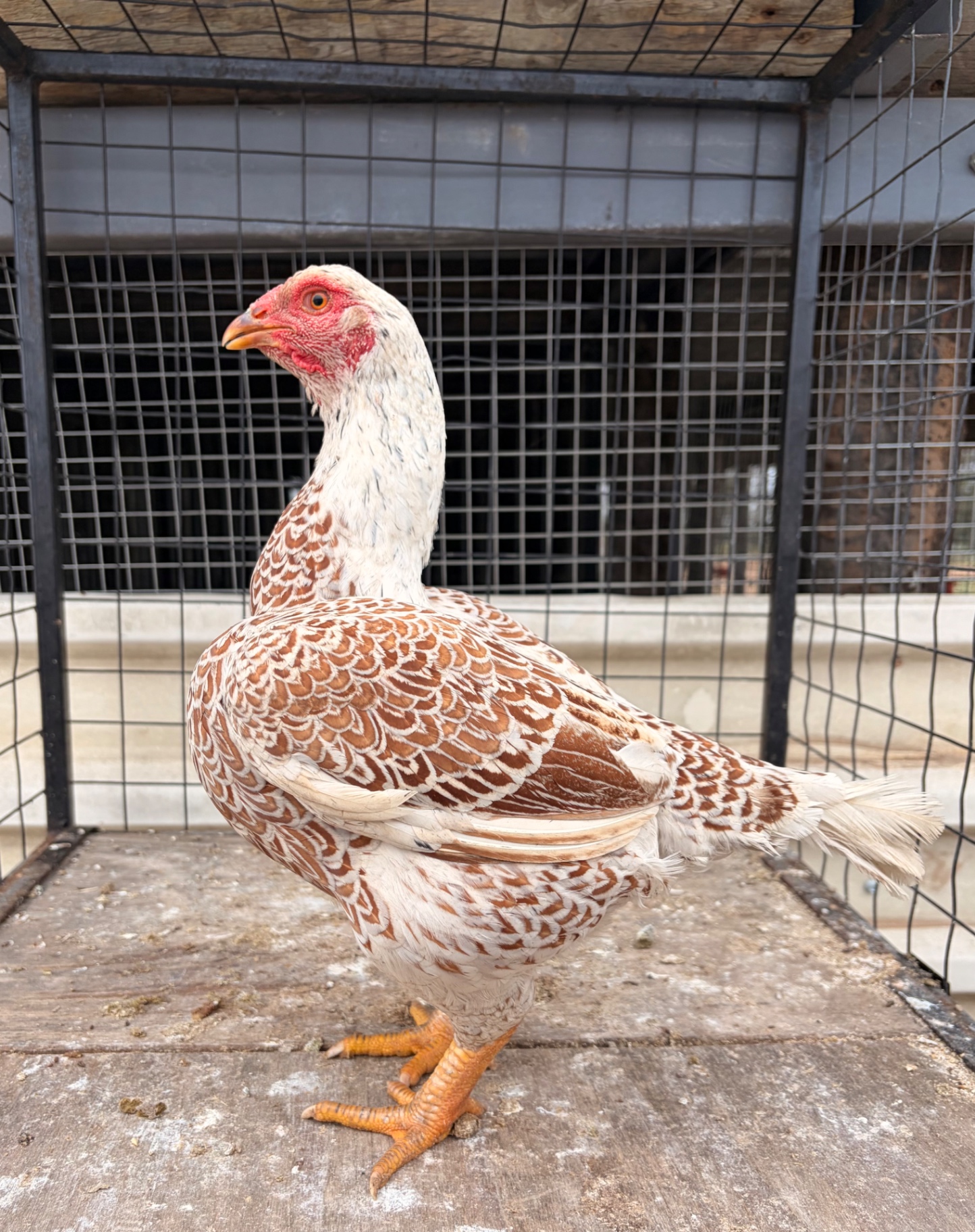 Indian Game Large at Juul Gamefowl, photograph 5