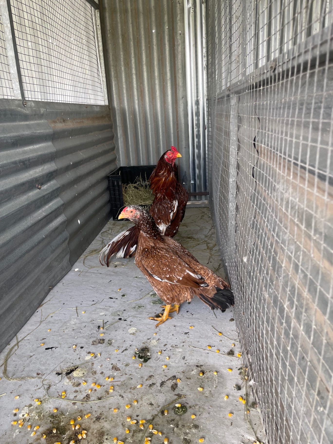 Mianwali Aseel at Juul Gamefowl, photograph 8