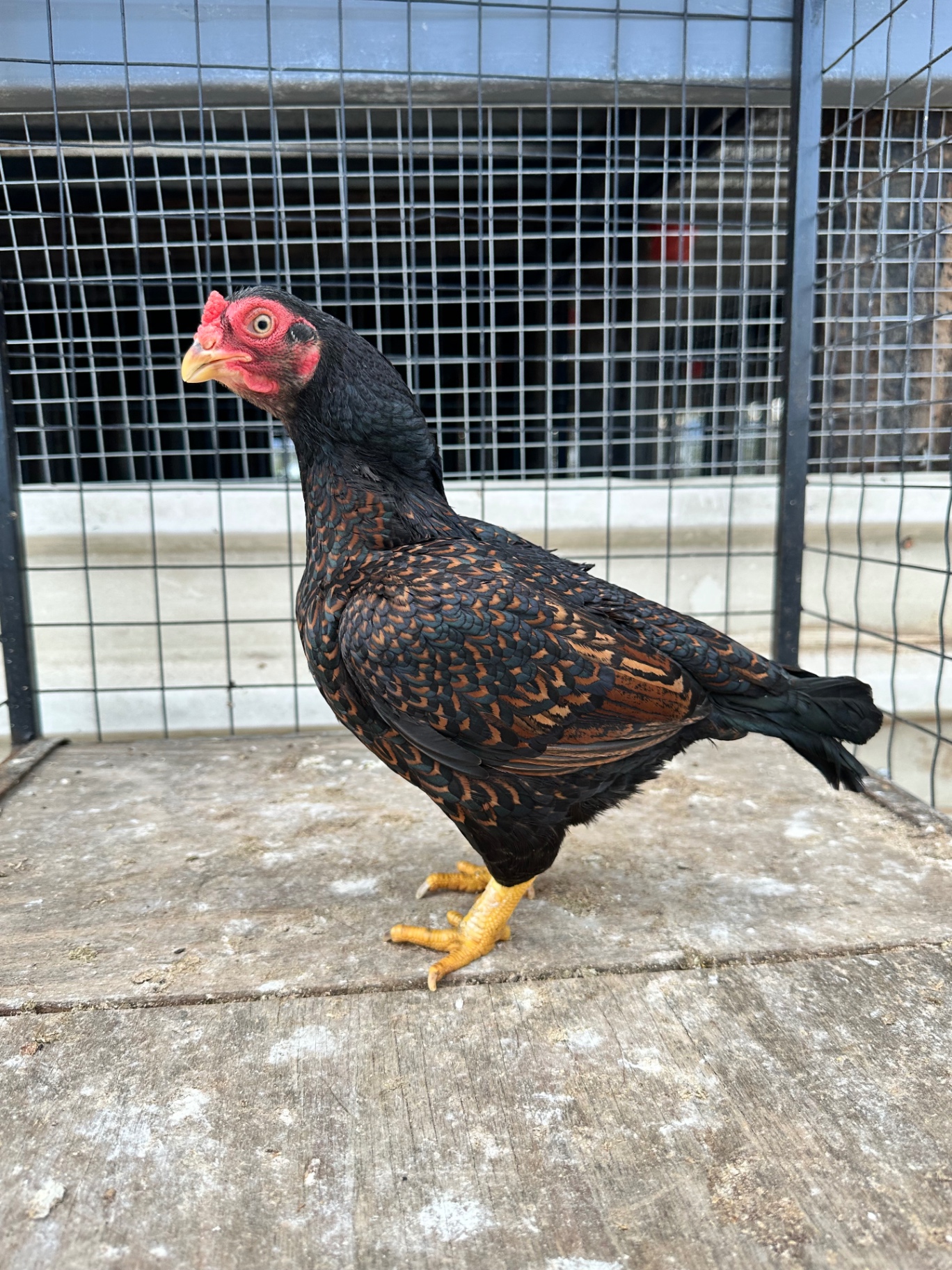 Indian Game Bantam at Juul Gamefowl, photograph 9