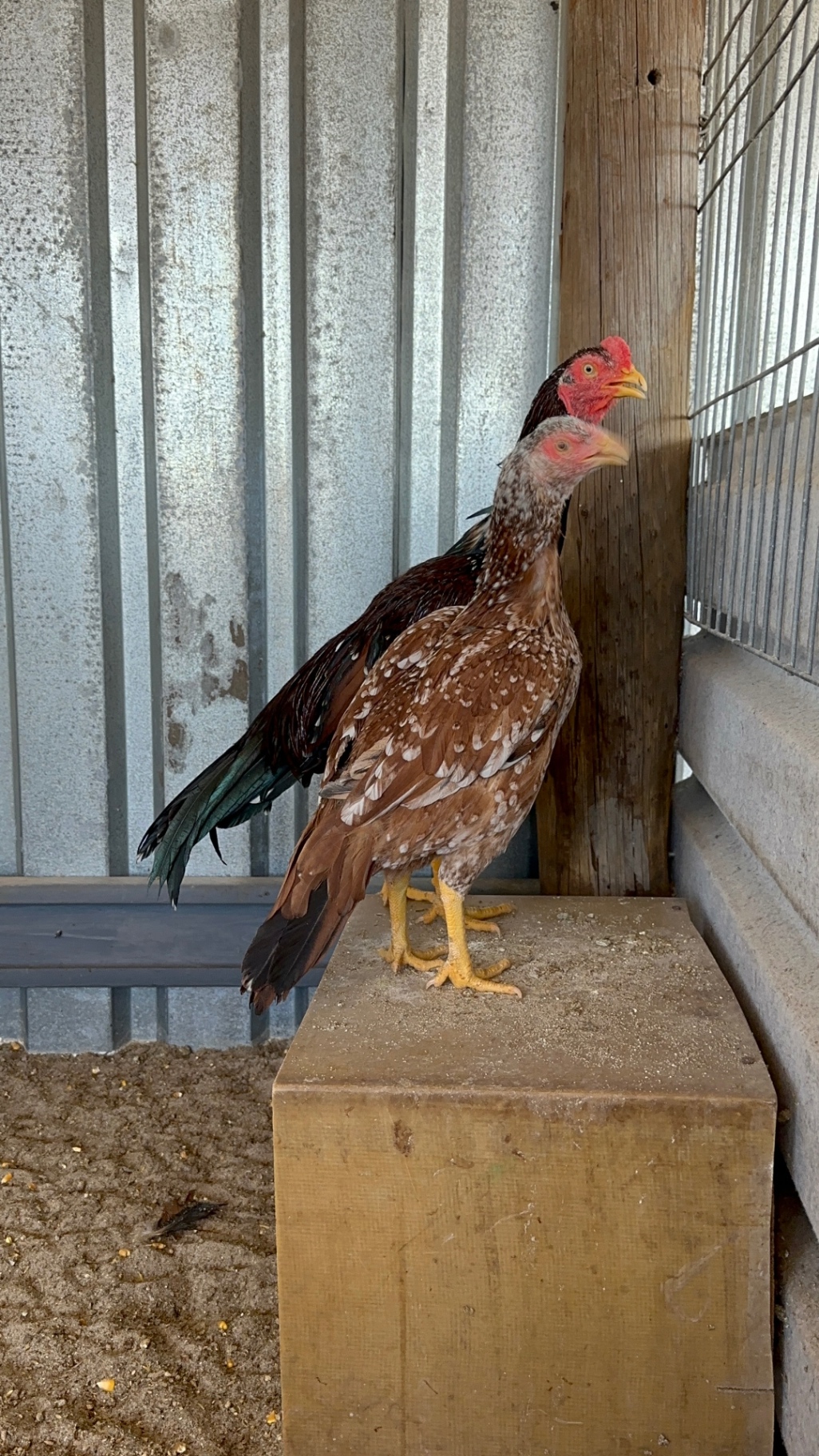 Mianwali Aseel at Juul Gamefowl, photograph 5