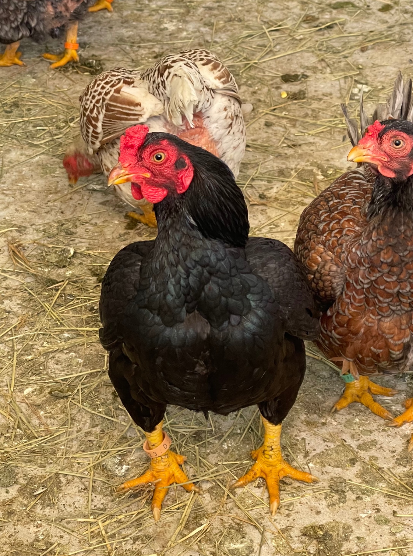 Indian Game Bantam at Juul Gamefowl, photograph 6